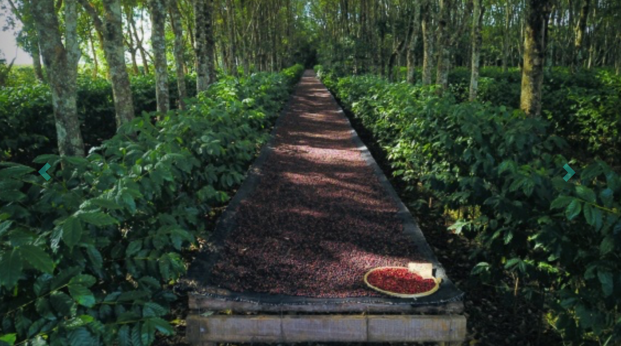 São Lourenço - Paraiso 2 - Natural (Microlot)
