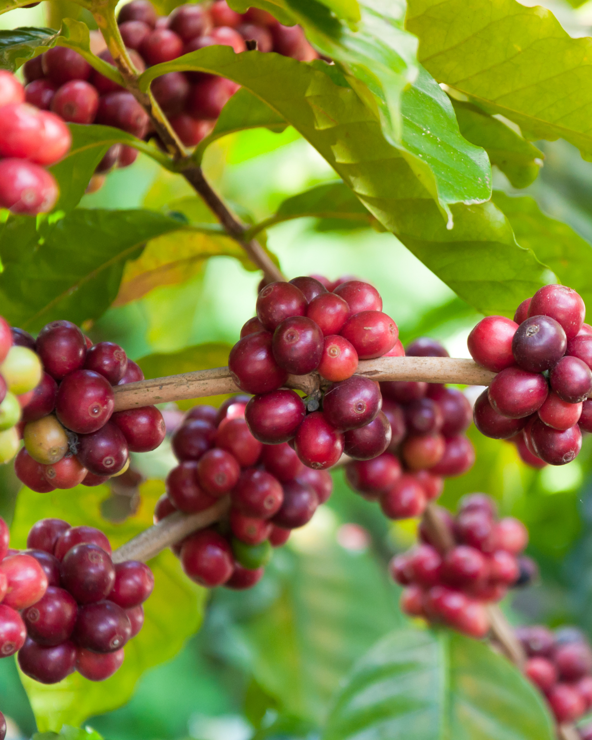 Green Coffee Beans