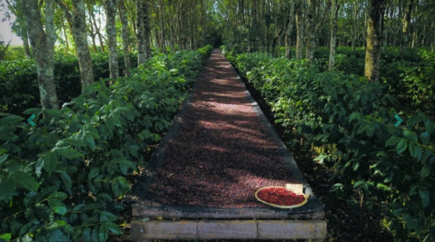 São Lourenço - Paraiso 2 -	Natural (Microlot)